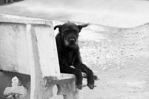 Lonely black dog with sad eyes is waiting someone on chair  (Look straight)