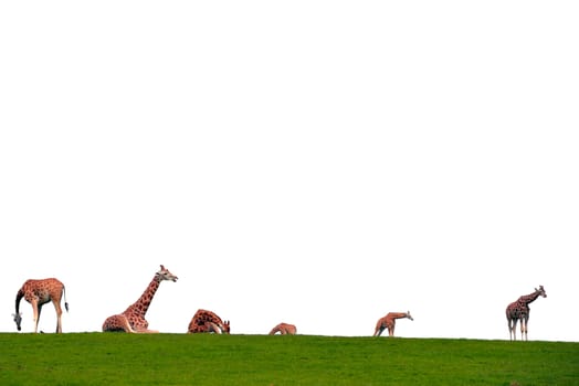 giraffes gathering in the grass on fota wildlife park in county cork ireland with copy space