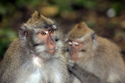 Family of monkeys. Bali a zoo. Indonesia