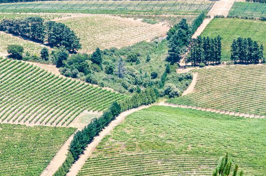View of vineyards near Somerset West near Cape Town in the Western Cape Province of South Africa