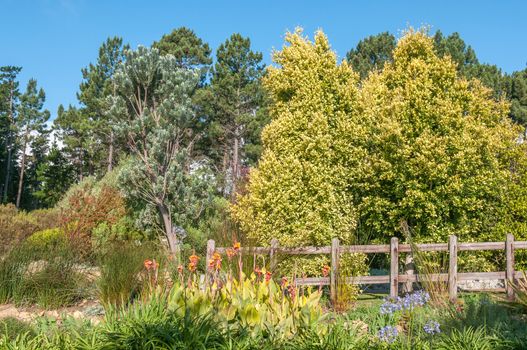 Garden near Sir Lowrys Pass in the Western Cape Province of South Africa. Several fynbos species are visible together with exotic plants