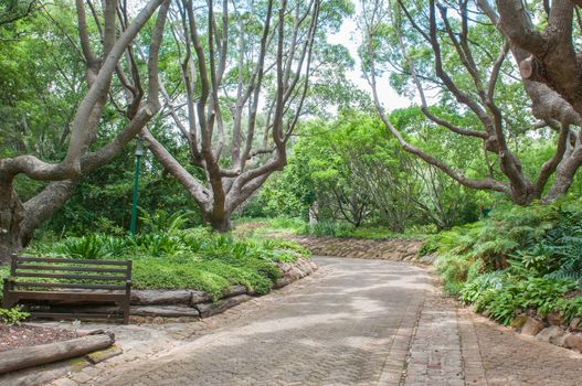 A shady walkway in the  Kirstenbosch National Botanical Garden in Newlands, Cape Town