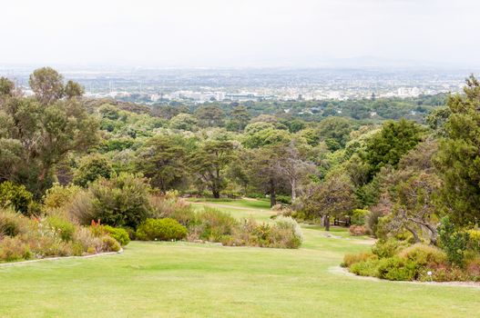 View across Kirstenbosch National Botanical Gardens towards Newlands and Claremont in Cape Town