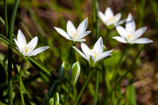 White spring flowers on green meadow