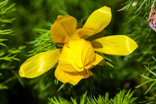 Beautiful spring yellow flowers  Pheasant's eye (Adonis vernalis)