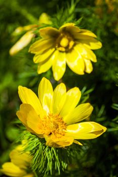 Beautiful spring yellow flowers  Pheasant's eye (Adonis vernalis)