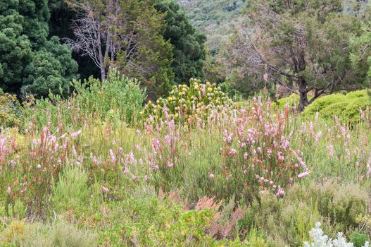 Several species of fynbos and protea plants in the Kirstenbosch National Botanical Gardens