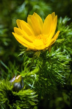 Beautiful spring yellow flowers  Pheasant's eye (Adonis vernalis)