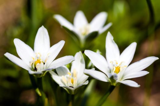 White spring flowers on green meadow