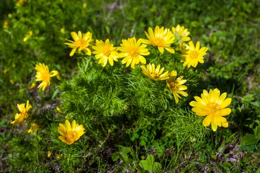 Beautiful spring yellow flowers  Pheasant's eye (Adonis vernalis)