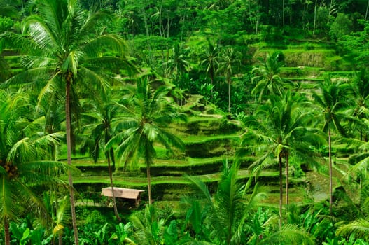 Beautiful green terrace paddy fields on Bali, Indonesia