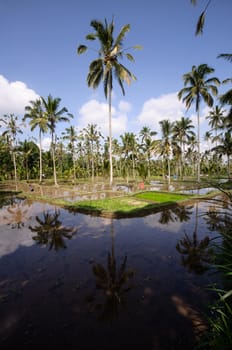 Beautiful green terrace paddy fields on Bali, Indonesia