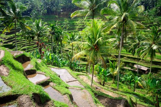 Beautiful green terrace paddy fields on Bali, Indonesia