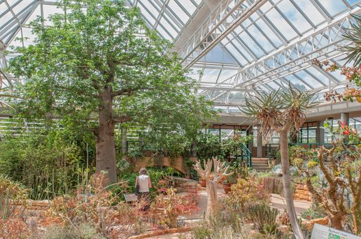 CAPE TOWN, SOUTH AFRICA - DECEMBER 9, 2014: The Conservatory at Kirstenbosch National Botanical Garden is a desert house that displays the succulent treasures of southern Africa.