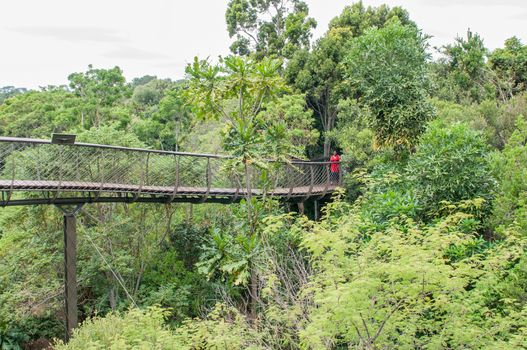 CAPE TOWN, SOUTH AFRICA - DECEMBER 9, 2014: Unidentified people on the Kirstenbosch Tree Canopy Walkway called the Boomslang (Tree Snake), winding for 130 meters like a snake 12 meters above the ground