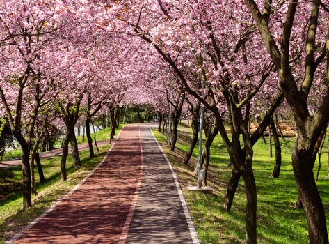 Rows of beautifully blossoming cherry trees on a river pathway