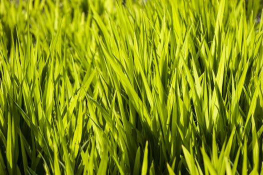 Close up of green grass in the sun