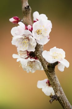 Japanese cherry tree flowers in full bloom in Spring