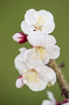 Japanese cherry tree flowers in full bloom in Spring