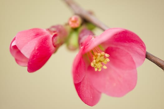 Japanese cherry tree flowers in full bloom in Spring