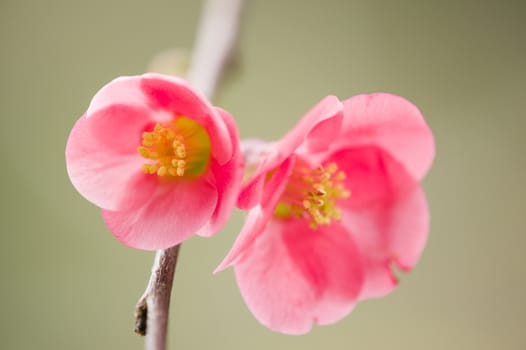 Japanese cherry tree flowers in full bloom in Spring