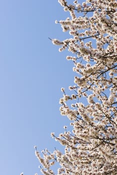 Japanese cherry tree flowers in full bloom in Spring