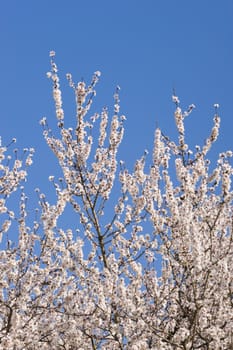 Japanese cherry tree flowers in full bloom in Spring