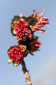 Parrotia persica red flowers on blue sky background, Persian ironwood