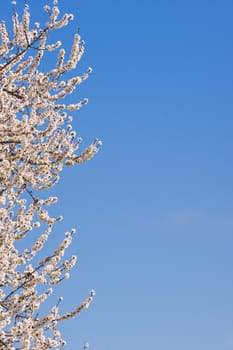 Japanese cherry tree flowers in full bloom in Spring