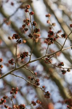 Parrotia persica red flowers on blue sky background, Persian ironwood