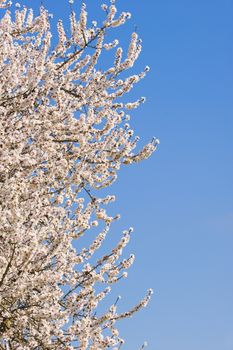Japanese cherry tree flowers in full bloom in Spring
