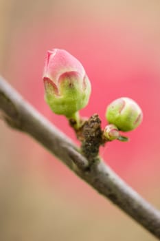 Japanese cherry tree flowers in full bloom in Spring