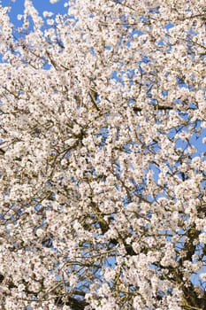 Japanese cherry tree flowers in full bloom in Spring