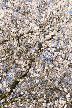Japanese cherry tree flowers in full bloom in Spring