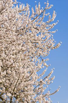 Japanese cherry tree flowers in full bloom in Spring