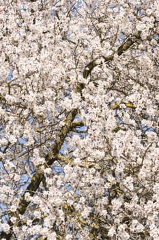 Japanese cherry tree flowers in full bloom in Spring