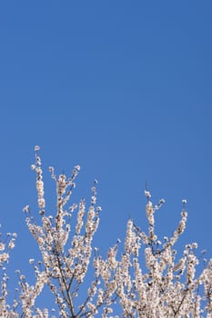 Japanese cherry tree flowers in full bloom in Spring