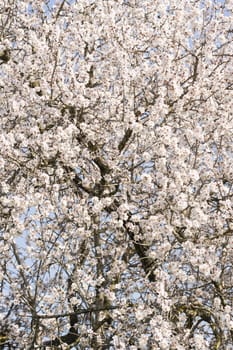 Japanese cherry tree flowers in full bloom in Spring