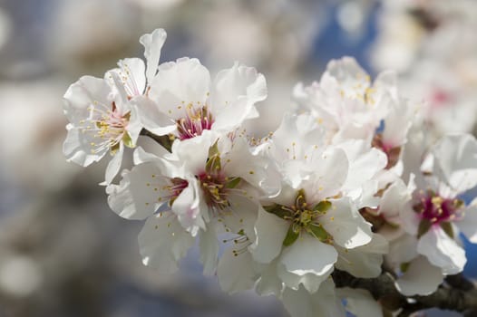 Japanese cherry tree flowers in full bloom in Spring