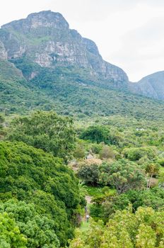 CAPE TOWN, SOUTH AFRICA - DECEMBER 9, 2014: View across part of the Kirstenbosch Botanical Gardens towards Table Mountain