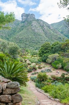 CAPE TOWN, SOUTH AFRICA - DECEMBER 9, 2014: View of part of the Kirstenbosch Botanical Gardens and Castle Rocks on Table Mountain