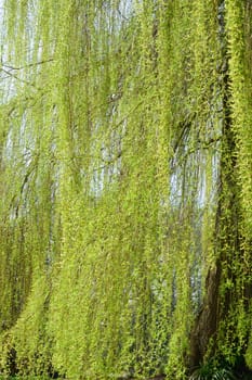 weeping willow tree