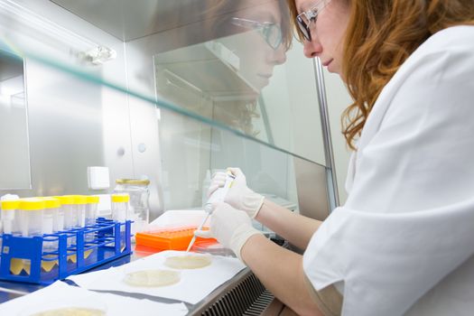 Female scientist researching in laboratory, pipetting cell culture medium samples in laminar flow. Life science professional grafting bacteria in the pettri dishes. Photo taken from laminar interior.