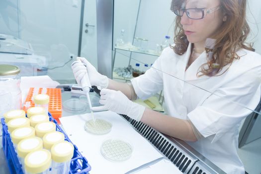 Female scientist researching in laboratory, pipetting cell culture medium samples in laminar flow. Life science professional grafting bacteria in the pettri dishes. Photo taken from laminar interior.