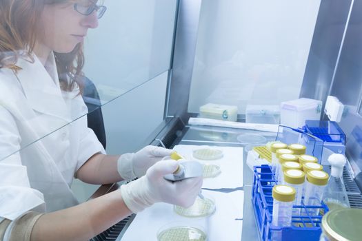 Female scientist researching in laboratory, pipetting cell culture medium samples in laminar flow. Life science professional grafting bacteria in the pettri dishes. Photo taken from laminar interior.