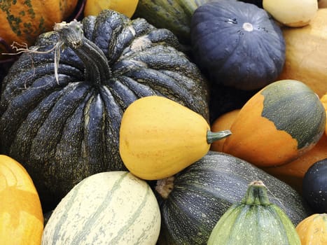 Close up organic varieties of pumpkins and squashes