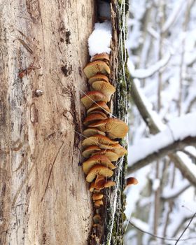 Yellow mushrooms on a tree trunk in the winter forest