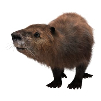 3D digital render of a cute beaver isolated on white background