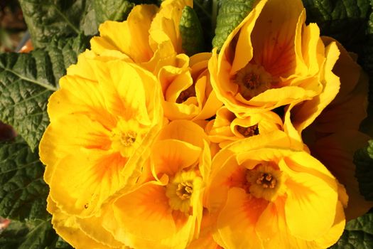 Primroses in a private garden very well illuminated