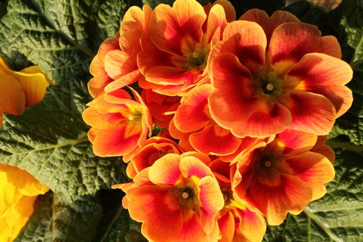 Primroses in a private garden very well illuminated